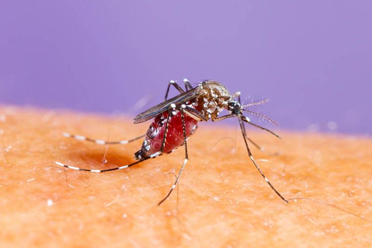 dengue mug Aedes A. aegypti